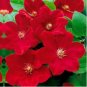 Dark Red Clematis Climbing Bonsai Flower 200 Seeds