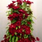 Dark Red Clematis Climbing Bonsai Flower 200 Seeds