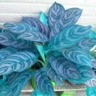 Aglaonema Bonsai 'Pink Dud' Beautiful Outdoor Mosaic Plants 400 Seeds