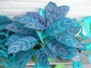 Aglaonema Bonsai 'Pink Dud' Beautiful Outdoor Mosaic Plants 400 Seeds