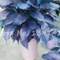 Aglaonema Bonsai 'Pink Dud' Beautiful Outdoor Mosaic Plants 400 Seeds