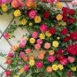 Trepadora Roses Colorful Climbing Shrub Flowers 200 Seeds
