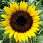 Generic Fresh Sunflower for Planting Yellow 100 Seeds