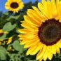 Generic Fresh Sunflower for Planting Yellow 100 Seeds
