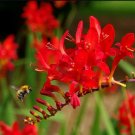 Crocosmia Lucifer Plant 200 Seeds