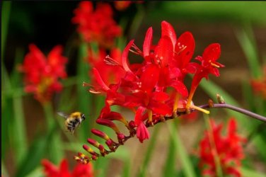 Crocosmia Lucifer Plant 200 Seeds