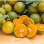New Calamansi Calamondin Lime 40 Seeds