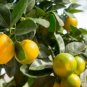 New Calamansi Calamondin Lime 40 Seeds