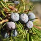 Common Juniper Juniperus Communis Tree Shrub 120 Seeds