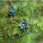 Common Juniper Juniperus Communis Tree Shrub 120 Seeds