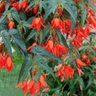 Santa Cruz Sunset Trailing Begonia 30 Seeds