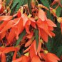 Santa Cruz Sunset Trailing Begonia 30 Seeds