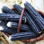 Aztec Black Corn Ancient Heirloom 40 Seeds