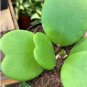 Hoya Kerrii Flower 20 Seeds