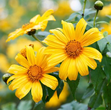 Mexican Sunflower Yellow Torch Flower 70 Seeds
