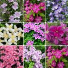 MIxed 9 Types of Clematis 200 Seeds