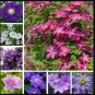 MIxed 9 Types of Clematis 200 Seeds