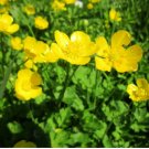 Meadow Buttercup 200 Seeds