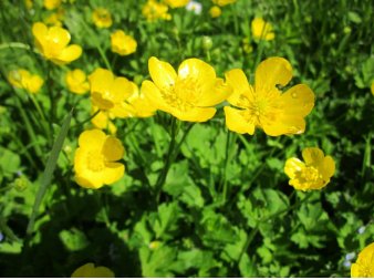 Meadow Buttercup 200 Seeds