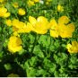 Meadow Buttercup 200 Seeds