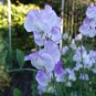 Blue Ripple Sweet Pea Lathyrus Odoratus 80 Seeds