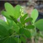 CHIPILIN Guatemalan Vegetable 40 Seeds
