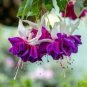 Fuchsia Purple White Flowers 400 Seeds