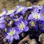 Hepatica Nolilis Bonsai Flower Beautiful Watch Bonsai Plants 200 Seeds