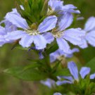 Scaevola Mix Flower 40 Seeds