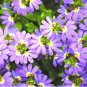 Scaevola Mix Flower 40 Seeds