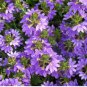 Scaevola Mix Flower 40 Seeds