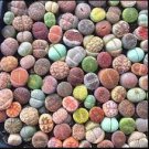 Lithops Mixed 200 Seeds