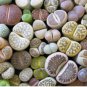 Lithops Mixed 200 Seeds