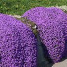 Creeping Thyme Bonsai or Blue Rock Bonsai Perennial Ground Cover Flower 200 Seeds