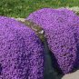 Creeping Thyme Bonsai or Blue Rock Bonsai Perennial Ground Cover Flower 200 Seeds