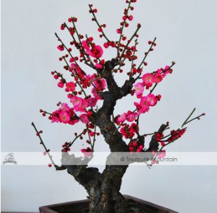 Fragrant Winter Bonsai Flower Yellow Red Pink 10 Seeds