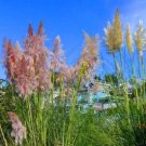 Pink Cortaderia Selloana Ornamental Plants 200 Seeds