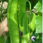 Bean Sword Bean Chamma Kaya Tammakaya Japanese 100 Seeds