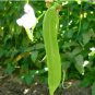 Bean Sword Bean Chamma Kaya Tammakaya Japanese 100 Seeds
