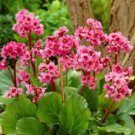 Bergenia Heartleaf Pigsqueak Bergenia Cordifolia 100 Seeds