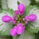 Spotted Deadnettle Lamium Maculatum Purple Lavender 200 Seeds
