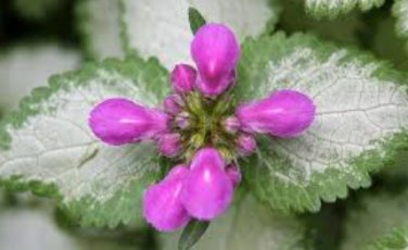 Spotted Deadnettle Lamium Maculatum Purple Lavender 200 Seeds