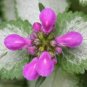 Spotted Deadnettle Lamium Maculatum Purple Lavender 200 Seeds