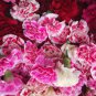 Carnation Bonsai Black Carnation Flower Dianthus caryophyllus 200 Seeds