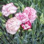 Carnation Bonsai Black Carnation Flower Dianthus caryophyllus 200 Seeds