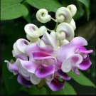 Japanese Creeper Bonsai Rare Boston Snail Flower Vine Bonsai 100 Seeds