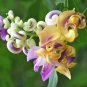 Japanese Creeper Bonsai Rare Boston Snail Flower Vine Bonsai 100 Seeds