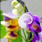 Japanese Creeper Bonsai Rare Boston Snail Flower Vine Bonsai 100 Seeds