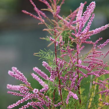 Tamarix ramosissima Plant 100 Seeds