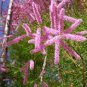 Tamarix ramosissima Plant 100 Seeds